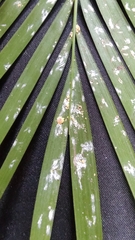 Insecta