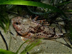 Maxillicosta scabriceps