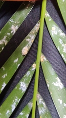 Insecta