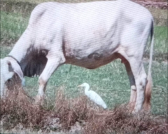 Bubulcus ibis coromandus