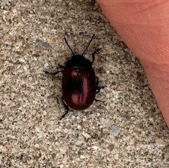 Chrysolina auripennis
