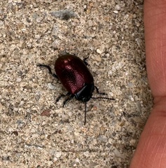 Chrysolina auripennis