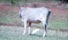 Bubulcus ibis coromandus