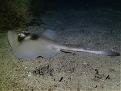 Trygonoptera personata