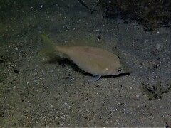 Parequula melbournensis