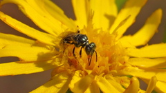 Perdita blatchleyi