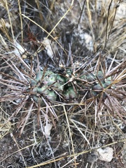 Tephrocactus aoracanthus