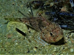 Maxillicosta scabriceps