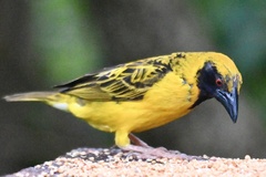 Ploceus cucullatus spilonotus