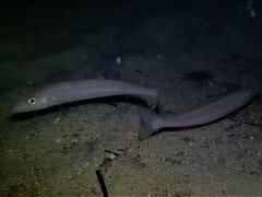 Sillaginodes punctatus