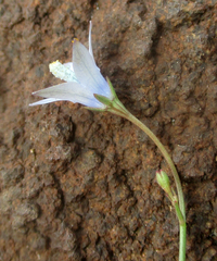 Wahlenbergia undulata