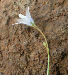 Wahlenbergia undulata