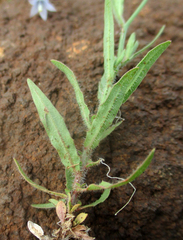 Wahlenbergia undulata