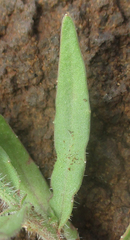 Wahlenbergia undulata
