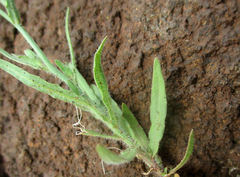 Wahlenbergia undulata