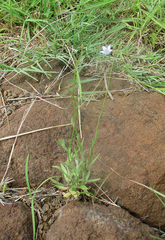 Wahlenbergia undulata