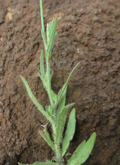 Wahlenbergia undulata