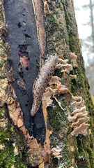 Megapallifera mutabilis