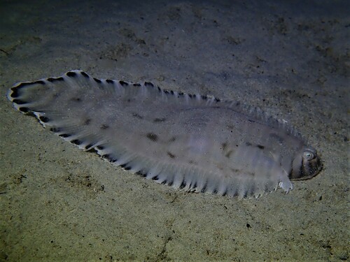 Harrowed sole (Zebrias cancellatus) — Soleidae