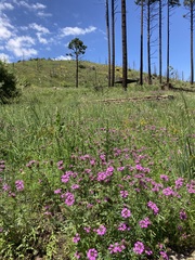 Glandularia chiricahensis