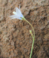 Wahlenbergia undulata