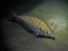Pseudocaranx georgianus