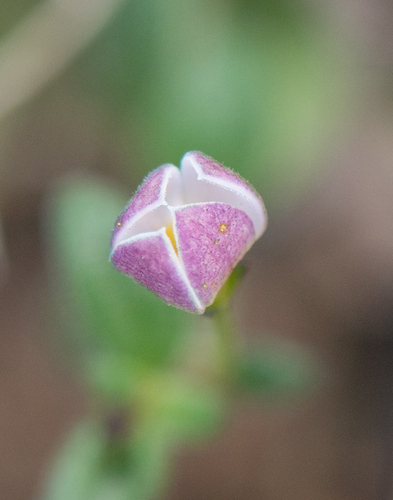 Oldenlandia balfourii image