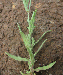 Wahlenbergia undulata