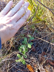 Scutellaria arenicola