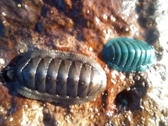 Ischnochiton australis