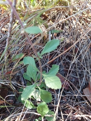 Scutellaria arenicola