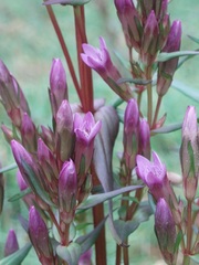 Gentianella amarella