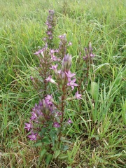 Gentianella praecox