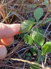 Scutellaria arenicola