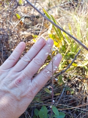 Scutellaria arenicola