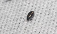 Phyllotreta striolata