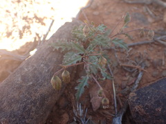 Hermannia althaeifolia