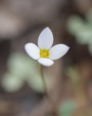 Oldenlandia balfourii image