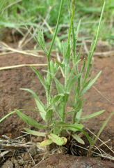 Wahlenbergia undulata