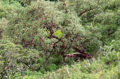 Polylepis