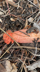 Lysurus periphragmoides