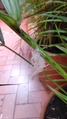 Insecta