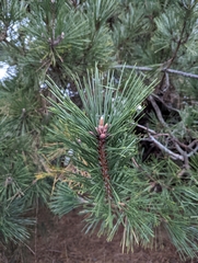 Pinus resinosa