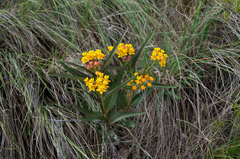 Asclepias barjoniifolia