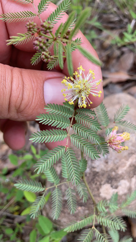 Image of Desmanthus cooleyi by no rights reserved