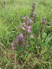 Gentianella praecox