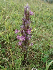 Gentianella praecox