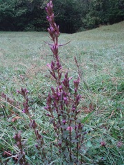 Gentianella amarella