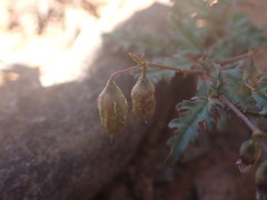 Hermannia althaeifolia
