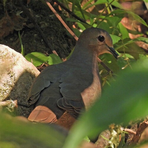 Yungas Dove